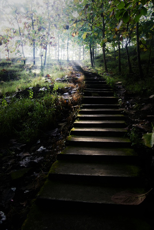 Concrete steps in a forest, angled upward, symbolizing steady progress and momentum.